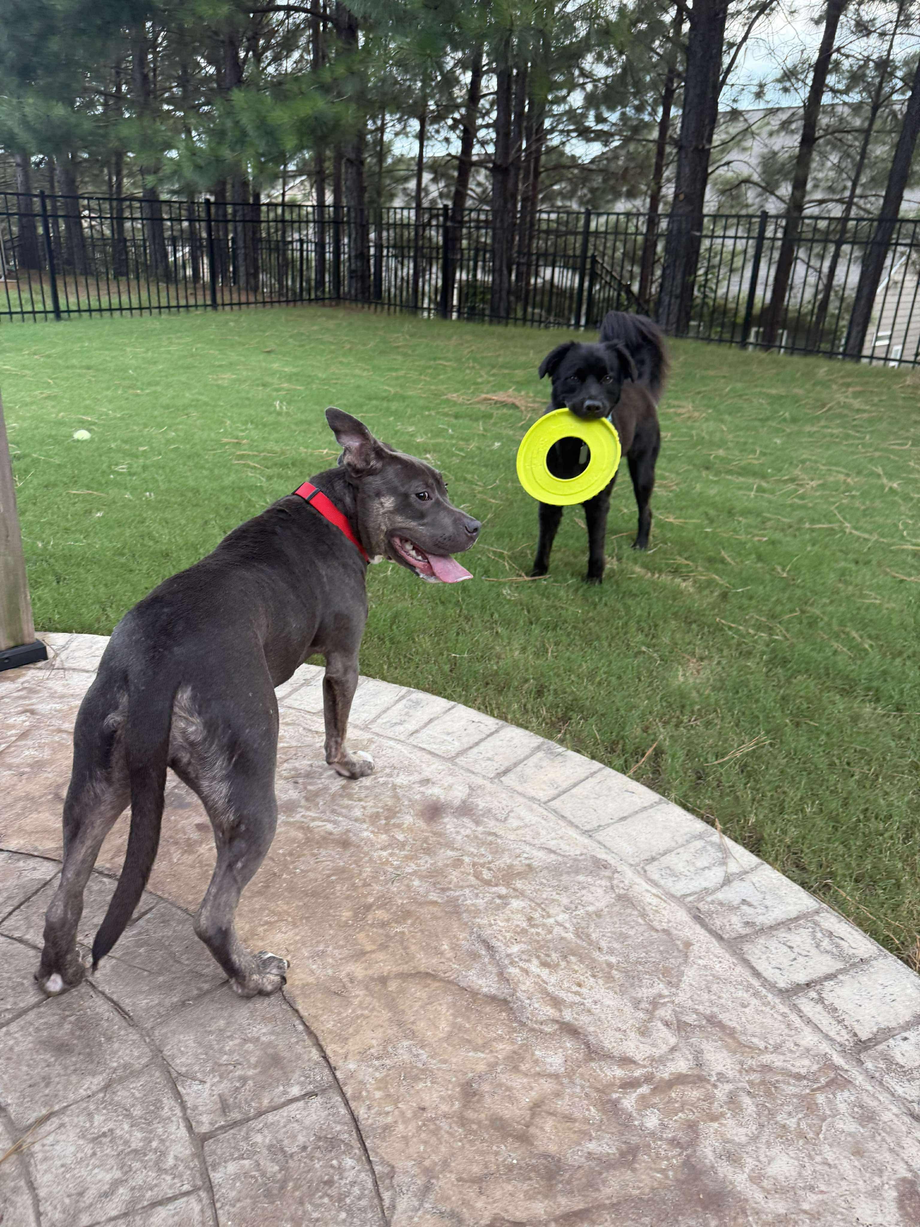 Enlarge Tater Tot, a Adopted mixed breed in Lancaster, SC image 6/6
