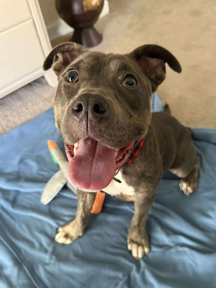 Enlarge Tater Tot, a Adopted mixed breed in Lancaster, SC image 4/6