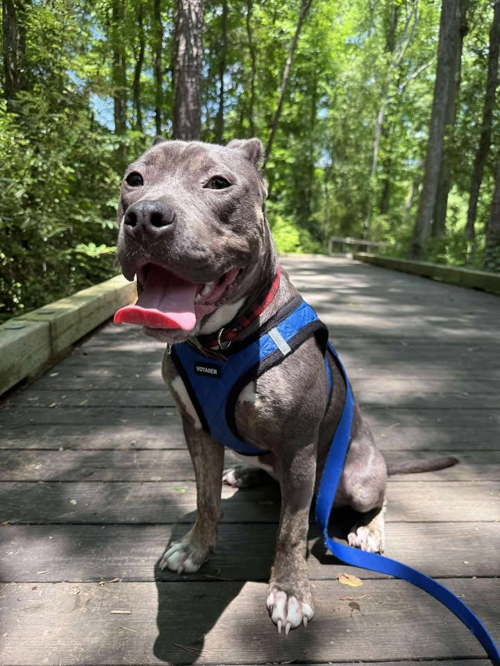 Enlarge Tater Tot, a Adopted mixed breed in Lancaster, SC image 3/6