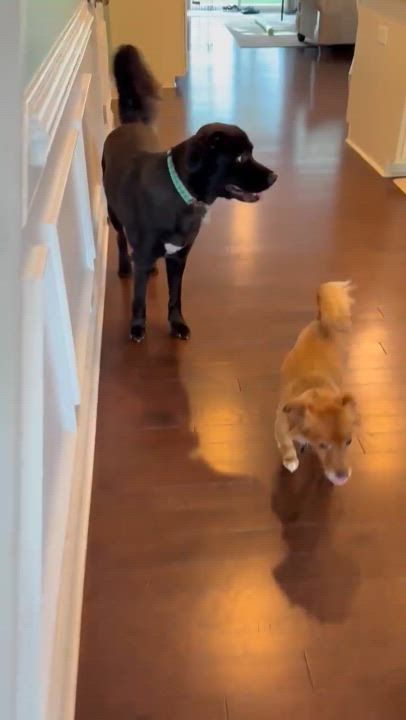 Enlarge Tater Tot, a Adopted mixed breed in Lancaster, SC video 5/6