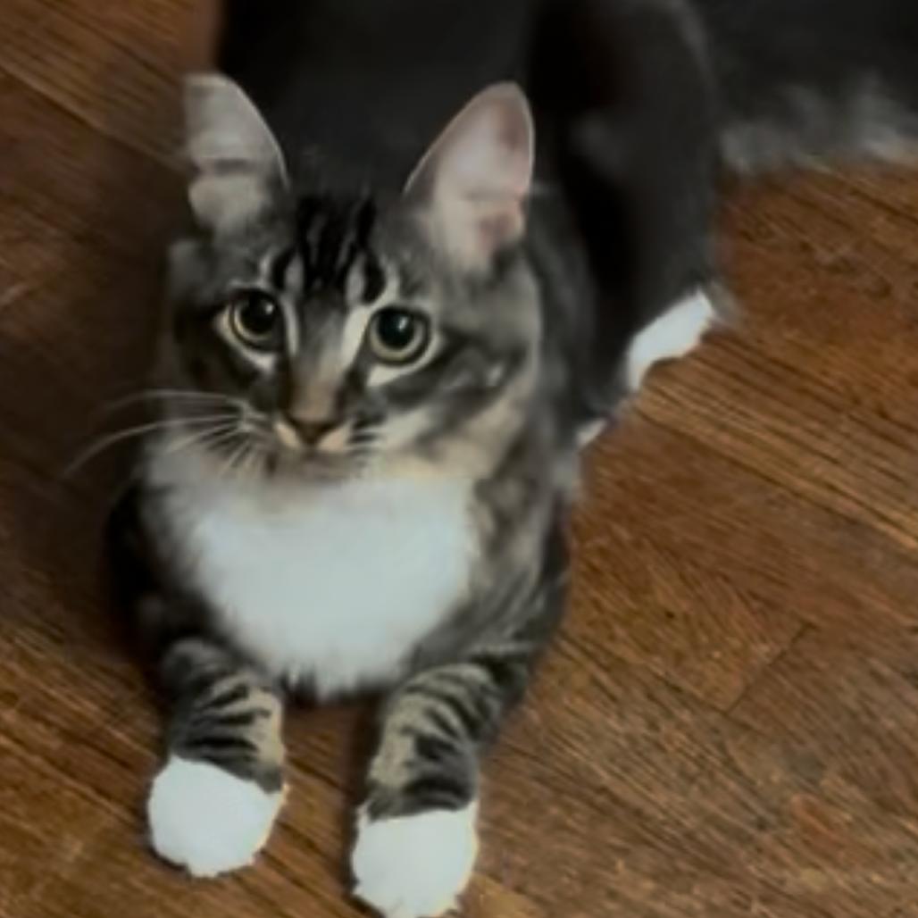 Prudence — thumbnail 3