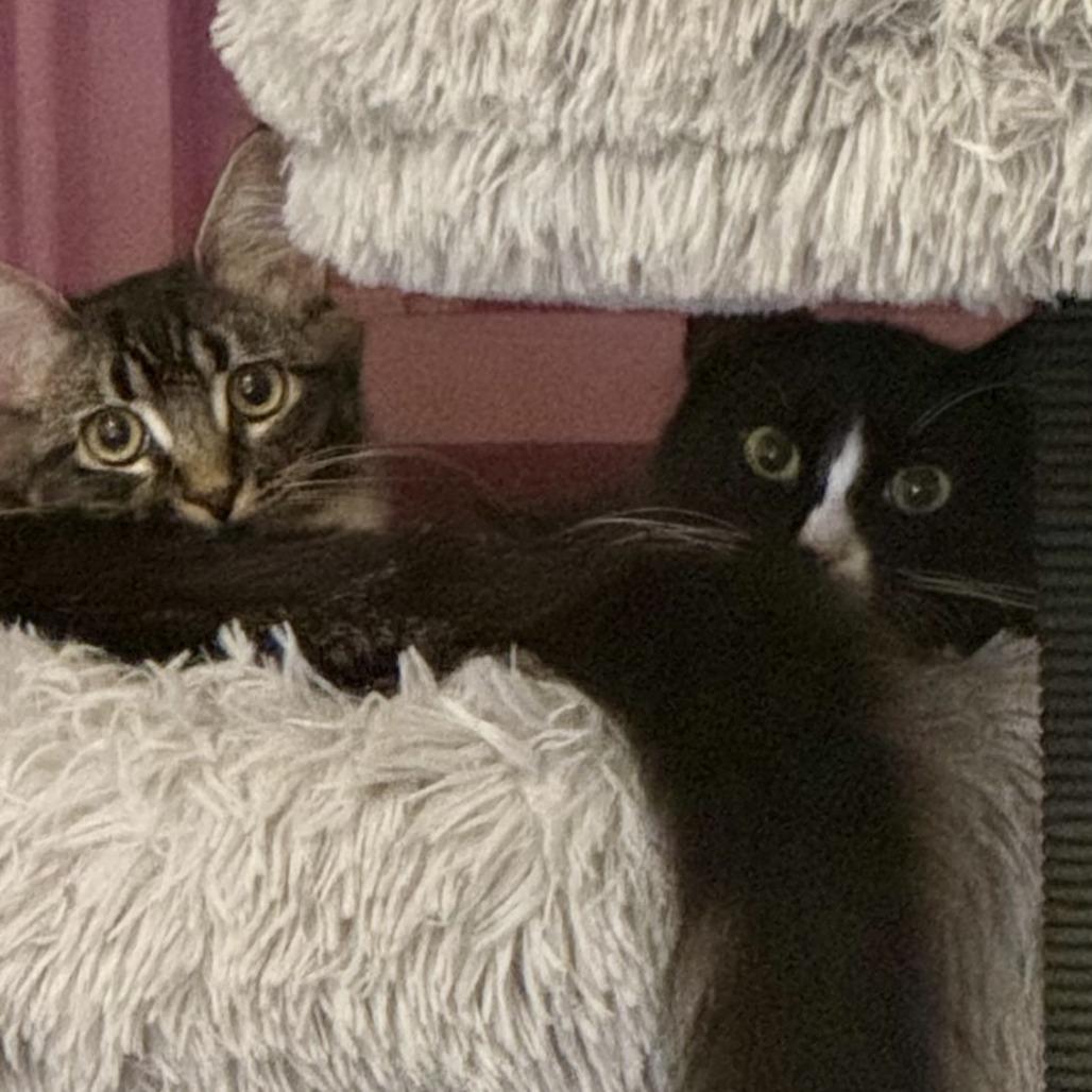 Prudence — thumbnail 4