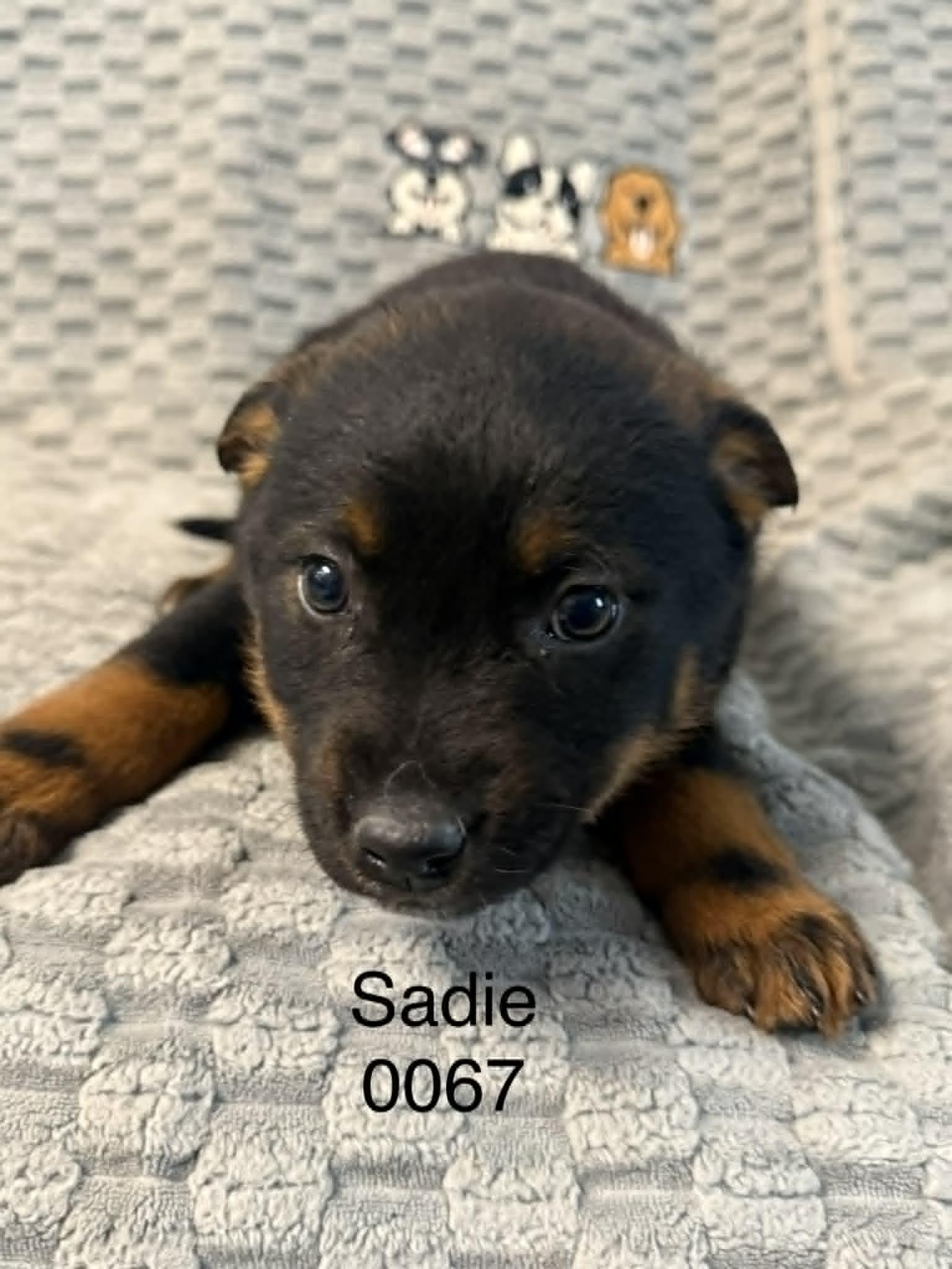 Enlarge Sadie, a Adoptable Shepherd in Hop Bottom, PA image 1/1
