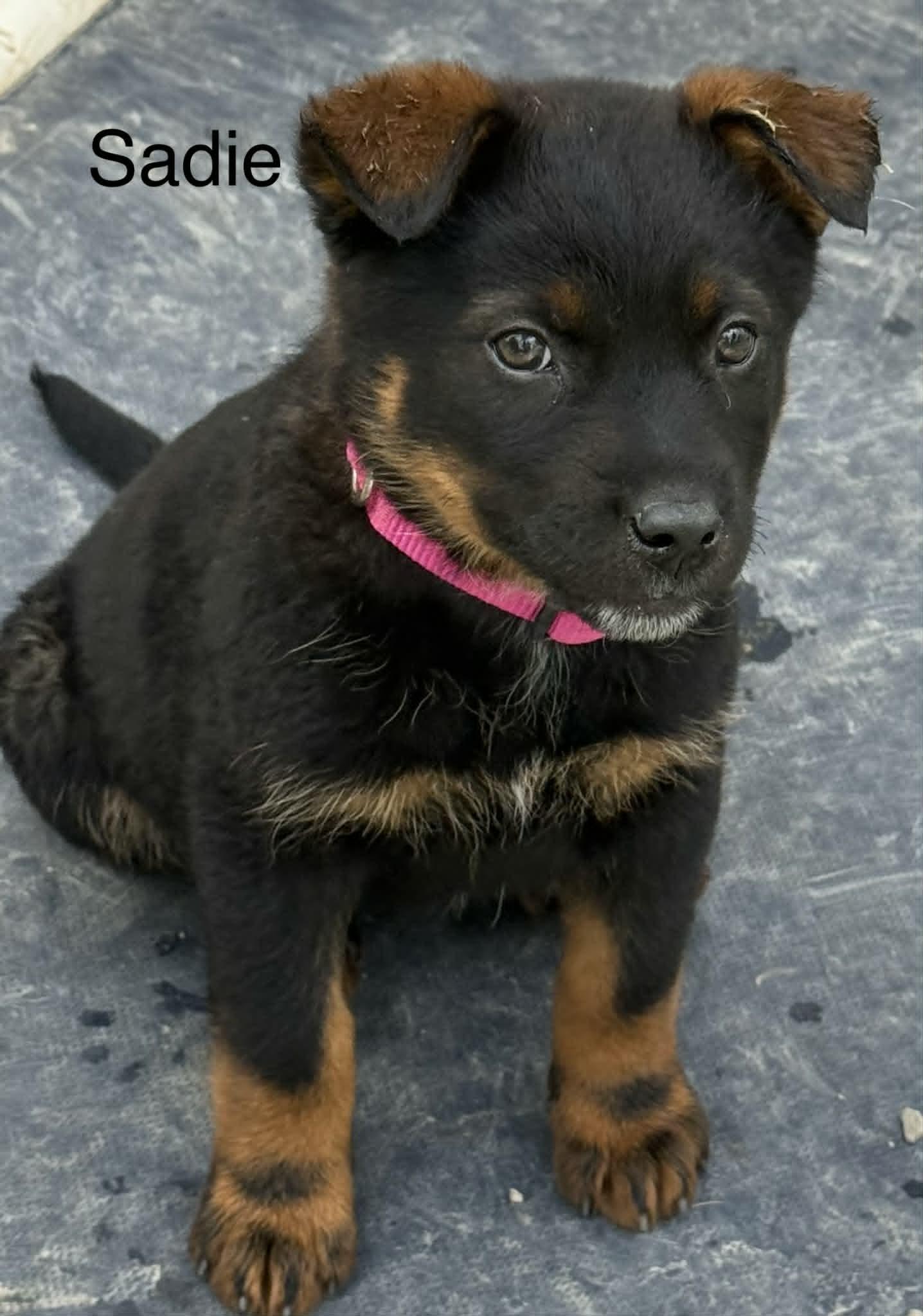 Enlarge Sadie, a Adoptable Shepherd in Hop Bottom, PA image 1/1