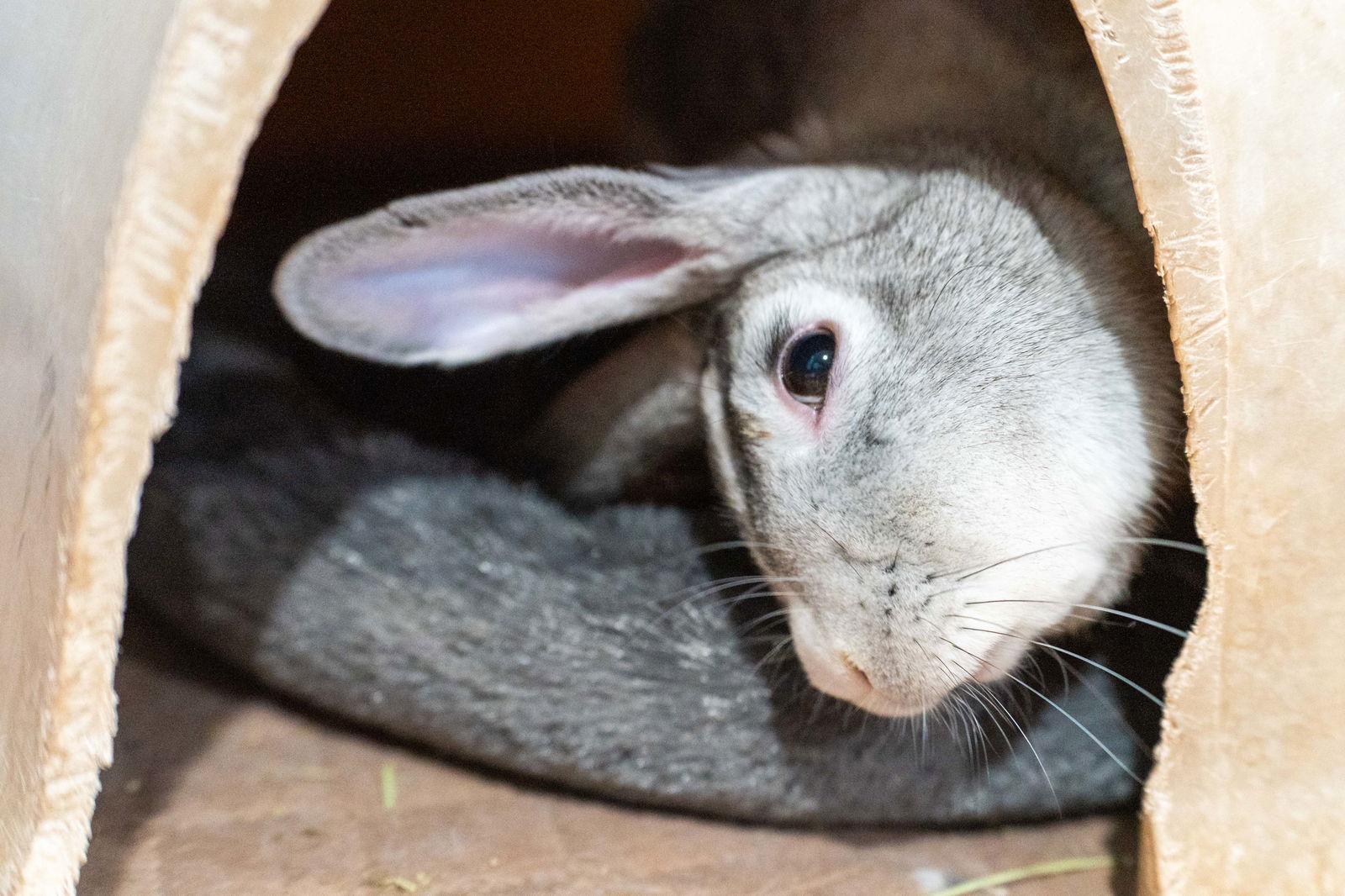 Enlarge Stardust, a Adoptable mixed breed in Milwaukie, OR image 1/3