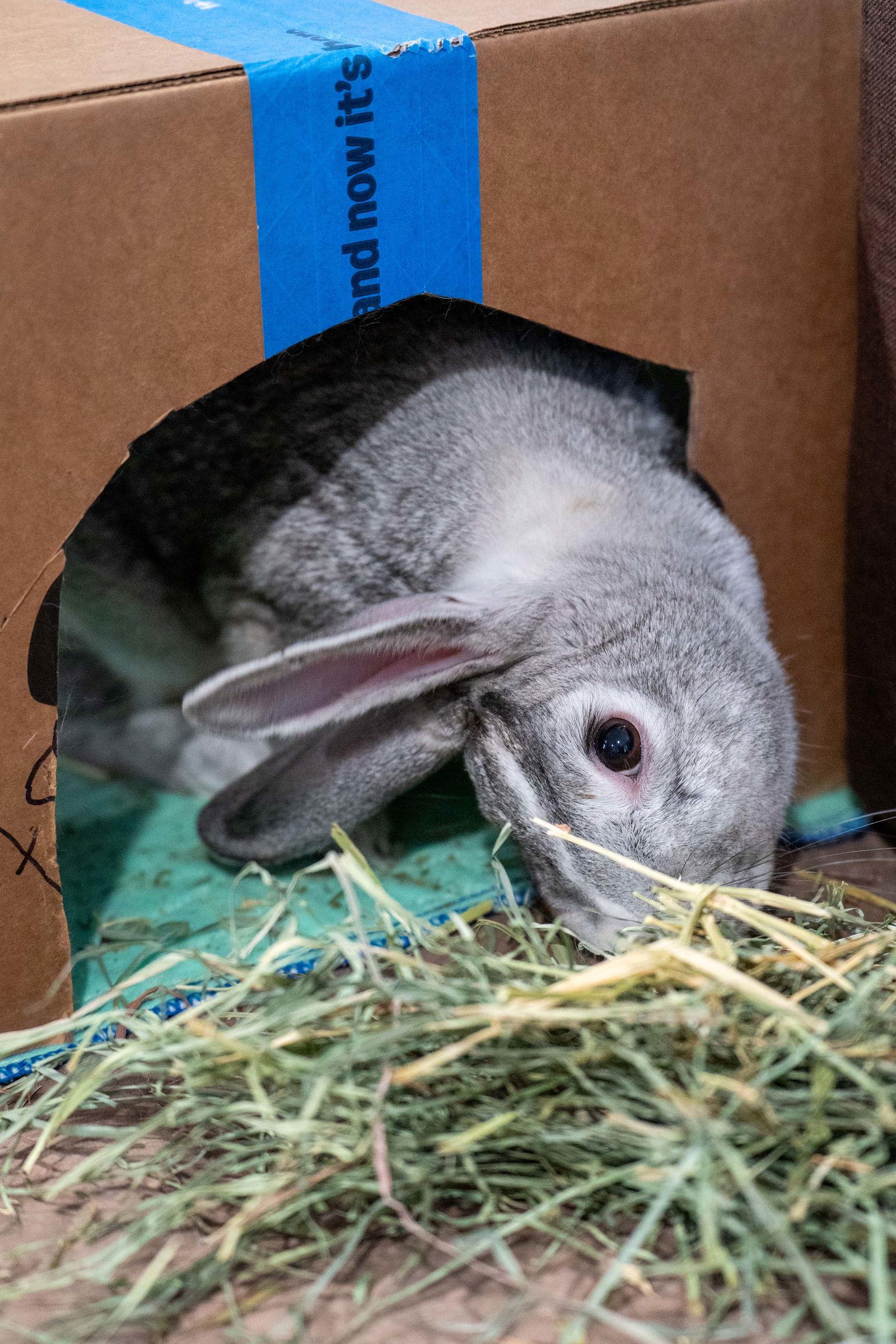 Enlarge Stardust, a Adoptable mixed breed in Milwaukie, OR image 2/3