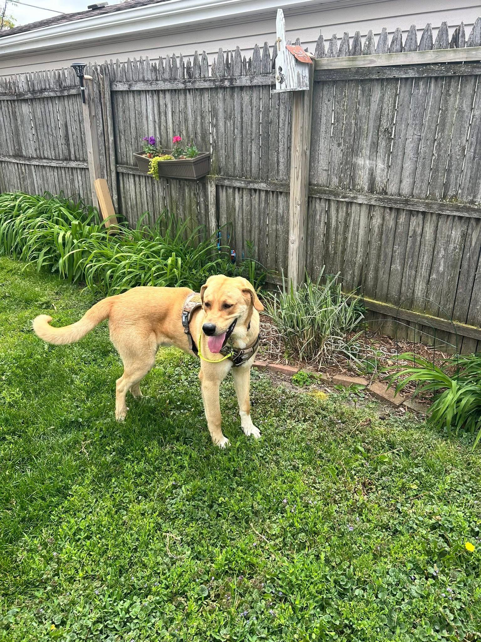 Duke, a ADOPTABLE mixed breed in Homewood, IL image 1/4
