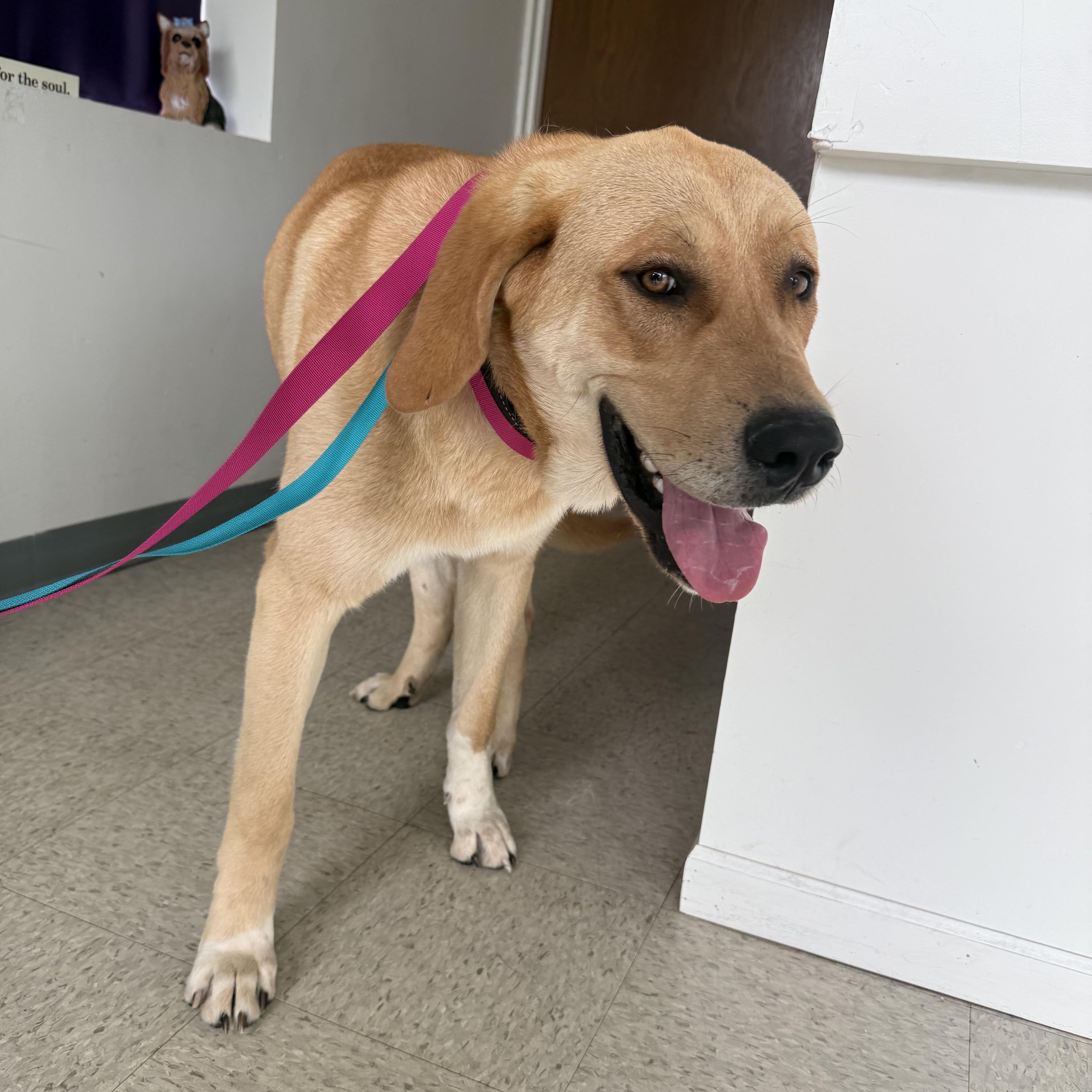 Duke, a ADOPTABLE mixed breed in Homewood, IL image 3/4