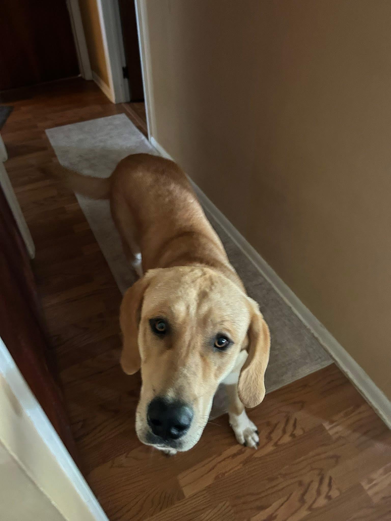Duke, a ADOPTABLE mixed breed in Homewood, IL image 2/4