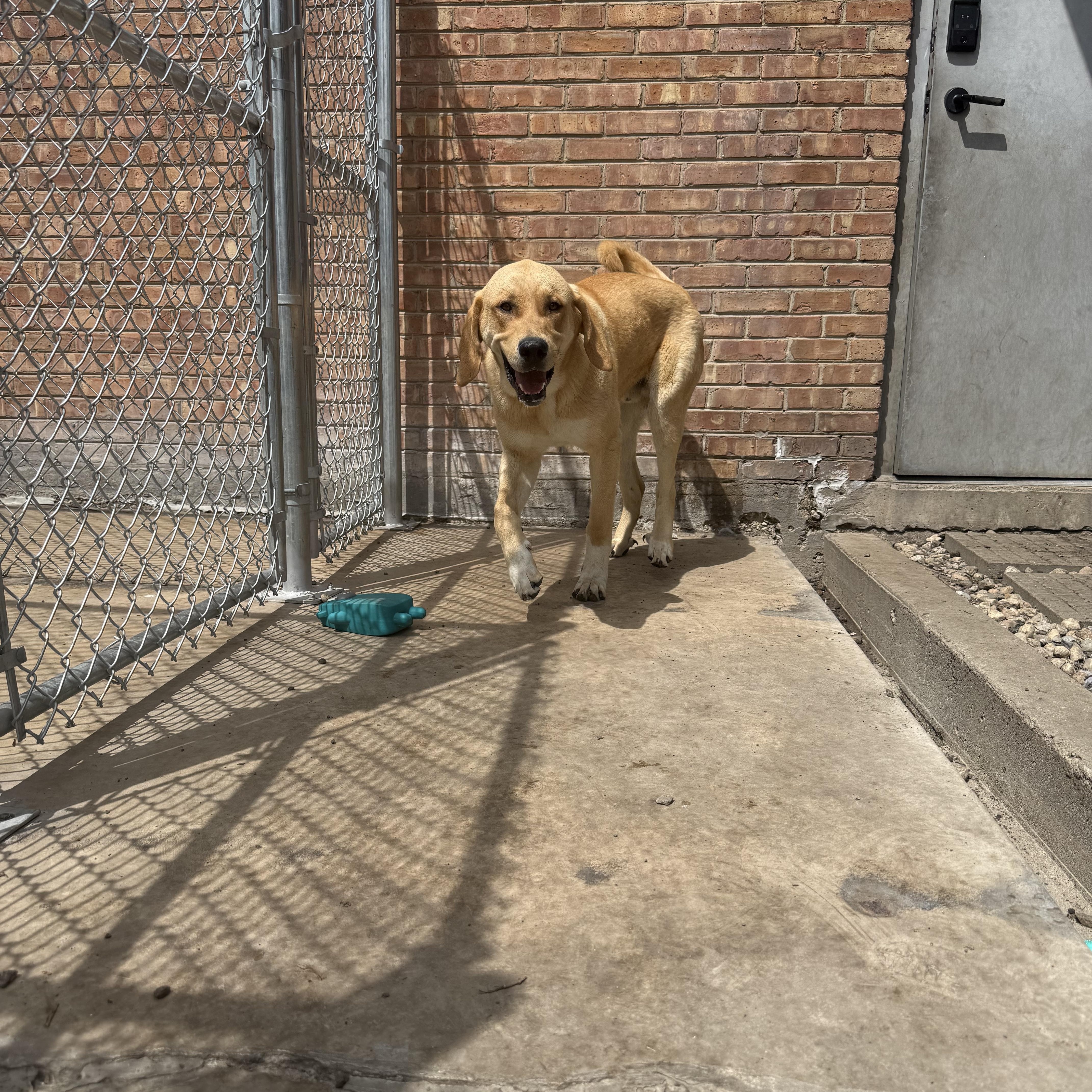 Duke, a ADOPTABLE mixed breed in Homewood, IL image 4/4