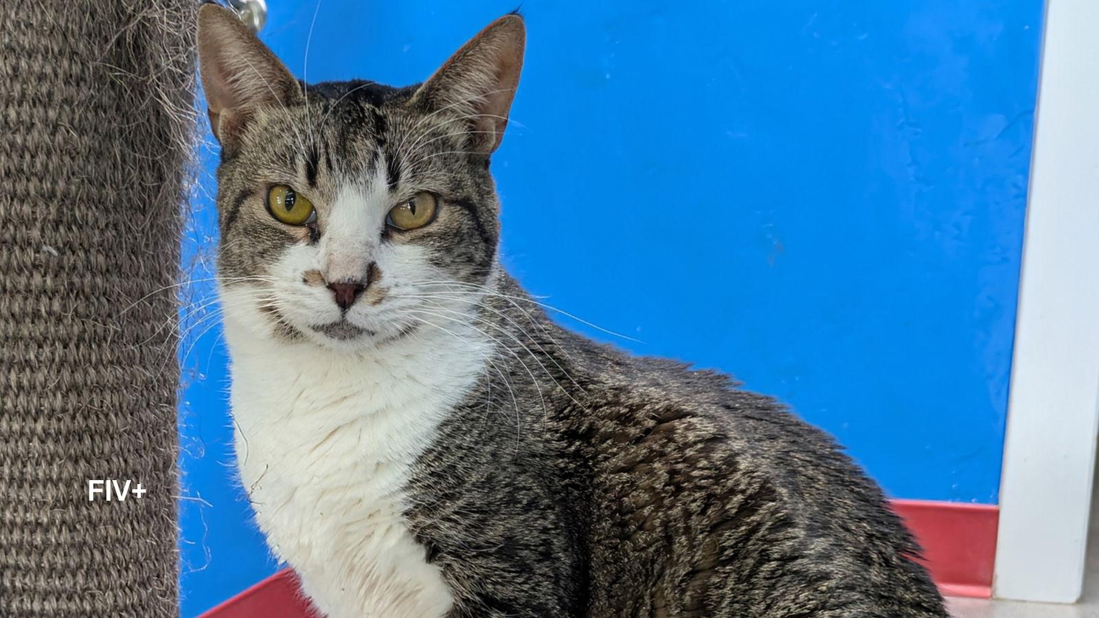 Jewel, a Adopted Domestic Short Hair in Santa Rosa, CA image 2/3