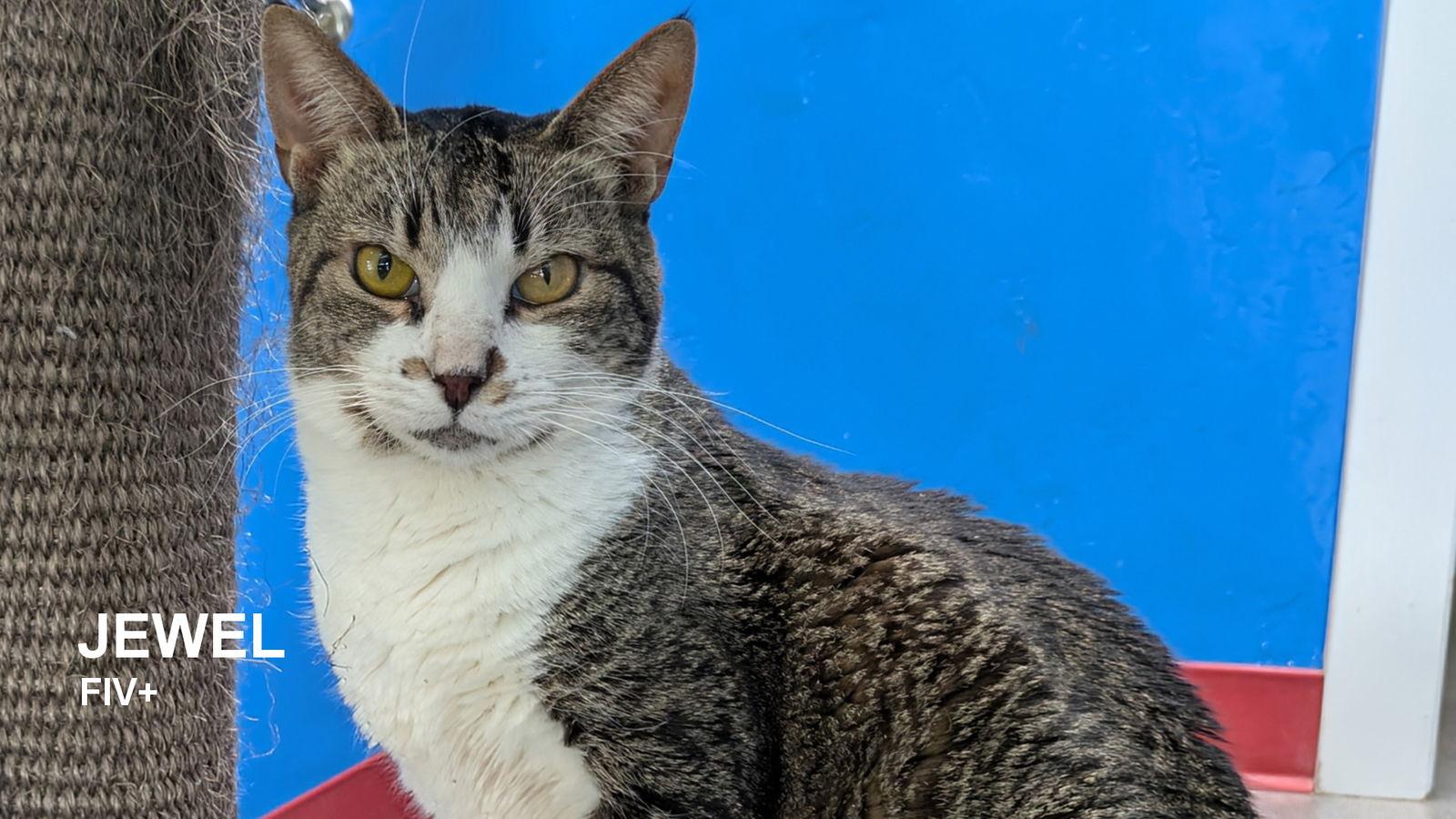 Jewel, a Adopted Domestic Short Hair in Santa Rosa, CA image 3/3