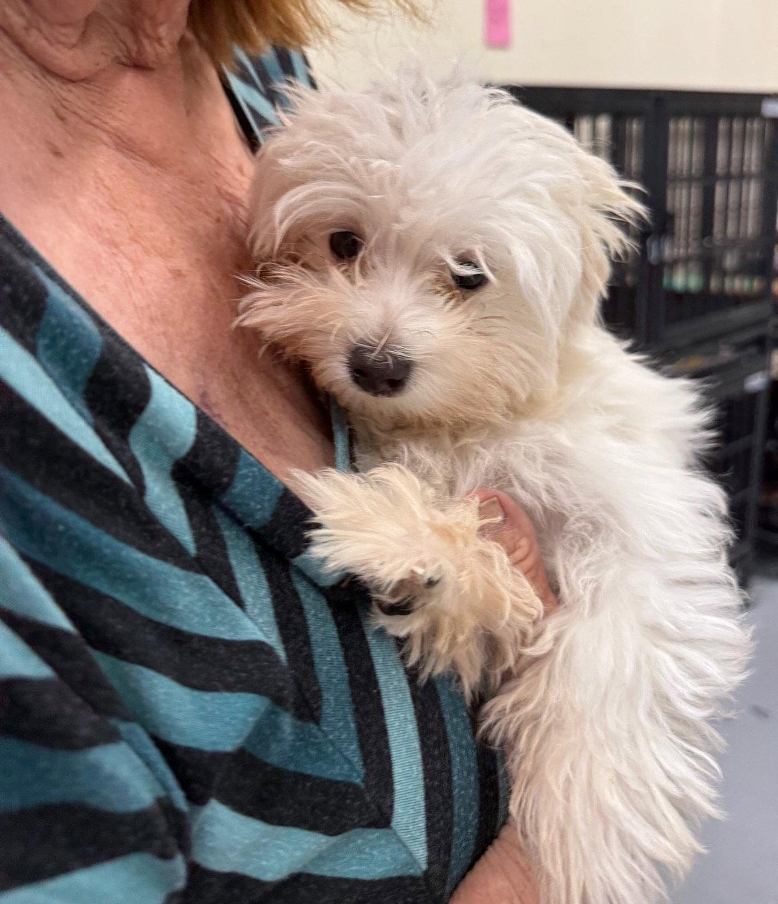 Enlarge Wesley, a Adopted Maltese in GILBERTS, IL image 1/2