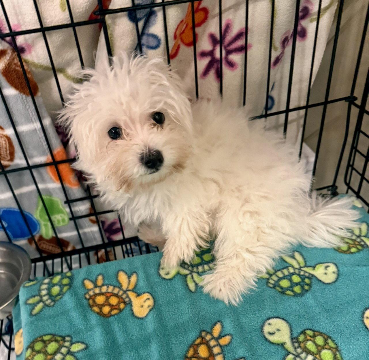 Enlarge Wesley, a Adopted Maltese in GILBERTS, IL image 2/2