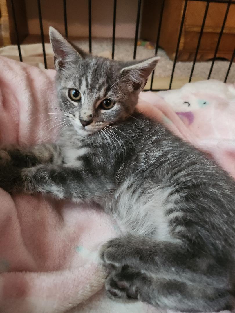 nola, Adopted, Young Female Domestic Short Hair.