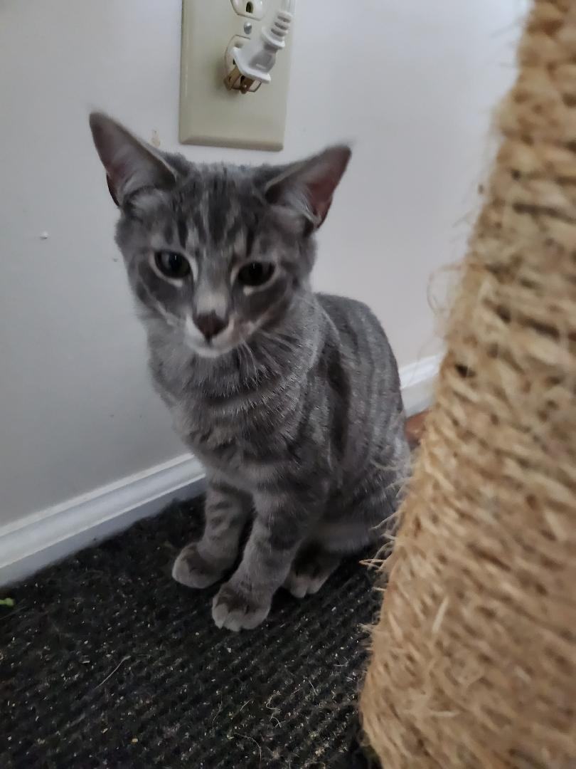 Enlarge nola, a Adopted Domestic Short Hair in Charlotte, NC image 2/3