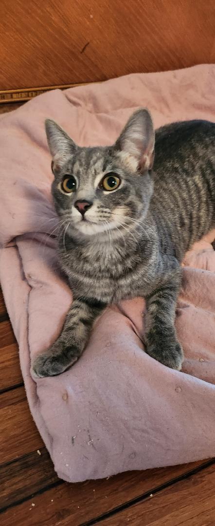 Enlarge nola, a Adopted Domestic Short Hair in Charlotte, NC image 3/3