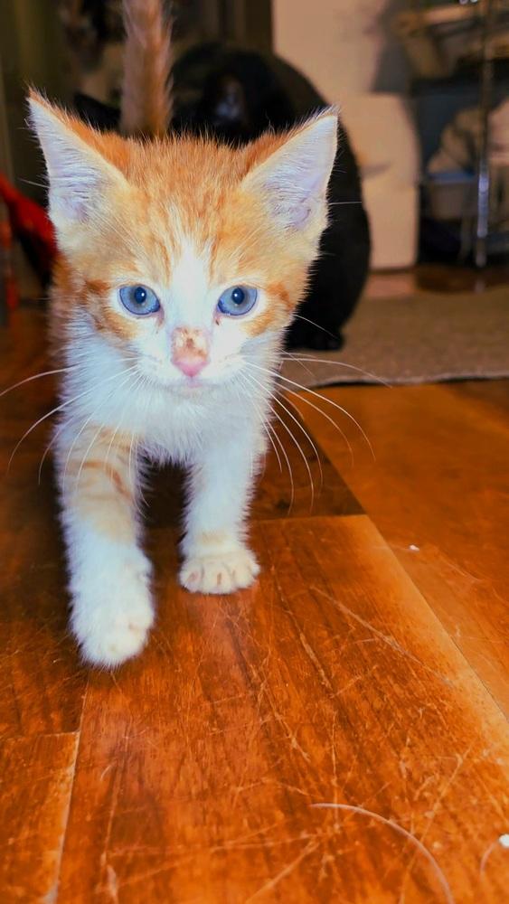 Alfalfa, Adoptable, Young Male Domestic Short Hair.
