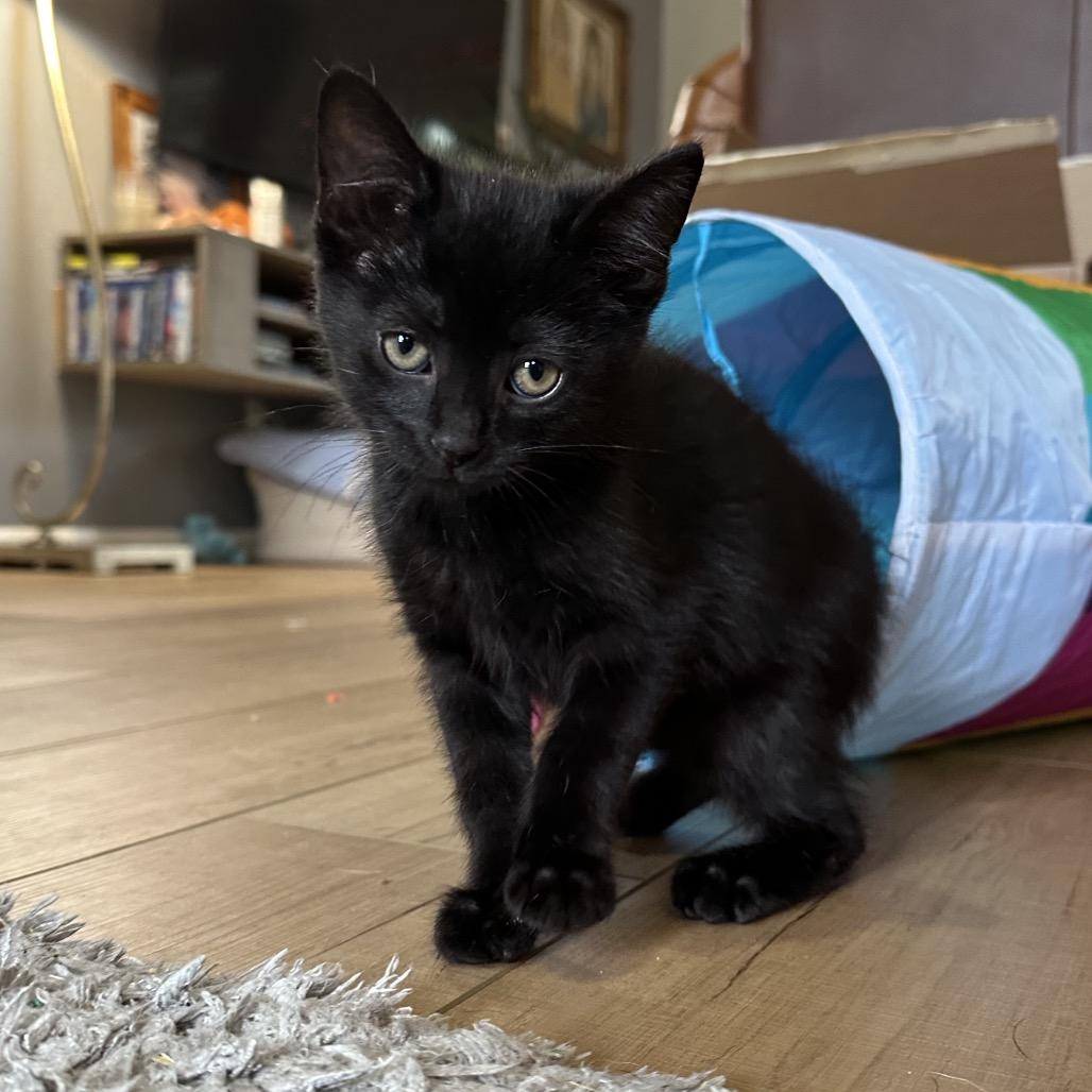 Boysenberry, Adoptable, Young Male Domestic Short Hair.