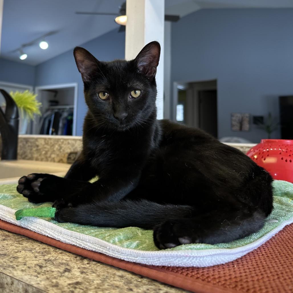 Enlarge Boysenberry, a Adoptable Domestic Short Hair in Portage, MI image 2/3