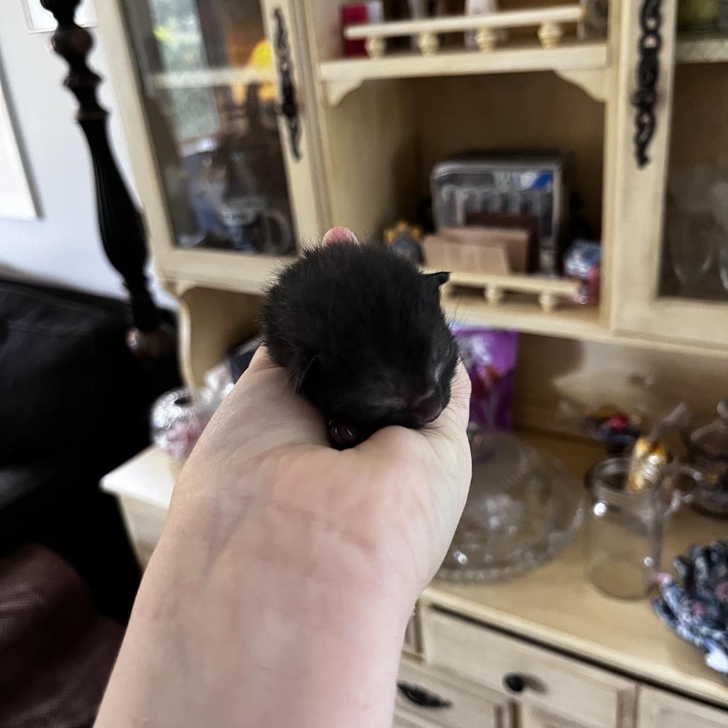 Enlarge Boysenberry, a Adoptable Domestic Short Hair in Portage, MI image 3/3