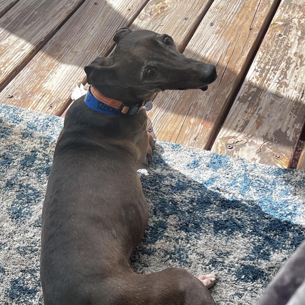 Enlarge Rocket fka Cricket (MR15-70), a Adoptable Italian Greyhound in Peyton, CO image 1/6