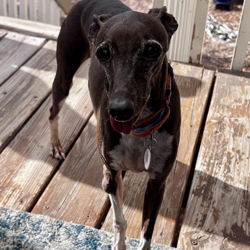 Enlarge Rocket fka Cricket (MR15-70), a Adoptable Italian Greyhound in Peyton, CO image 2/6