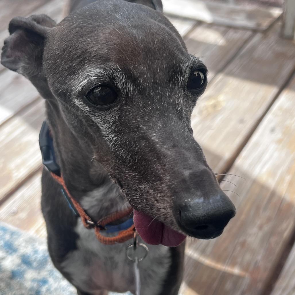 Enlarge Rocket fka Cricket (MR15-70), a Adoptable Italian Greyhound in Peyton, CO image 3/6