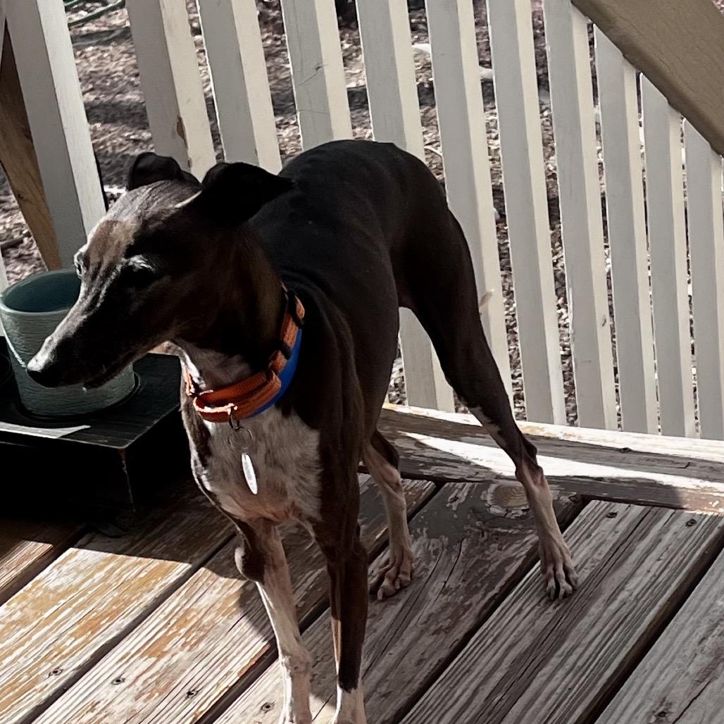 Enlarge Rocket fka Cricket (MR15-70), a Adoptable Italian Greyhound in Peyton, CO image 4/6