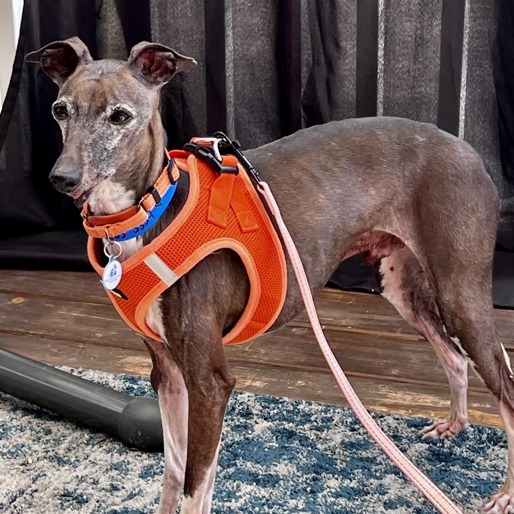 Enlarge Rocket fka Cricket (MR15-70), a Adoptable Italian Greyhound in Peyton, CO image 5/6