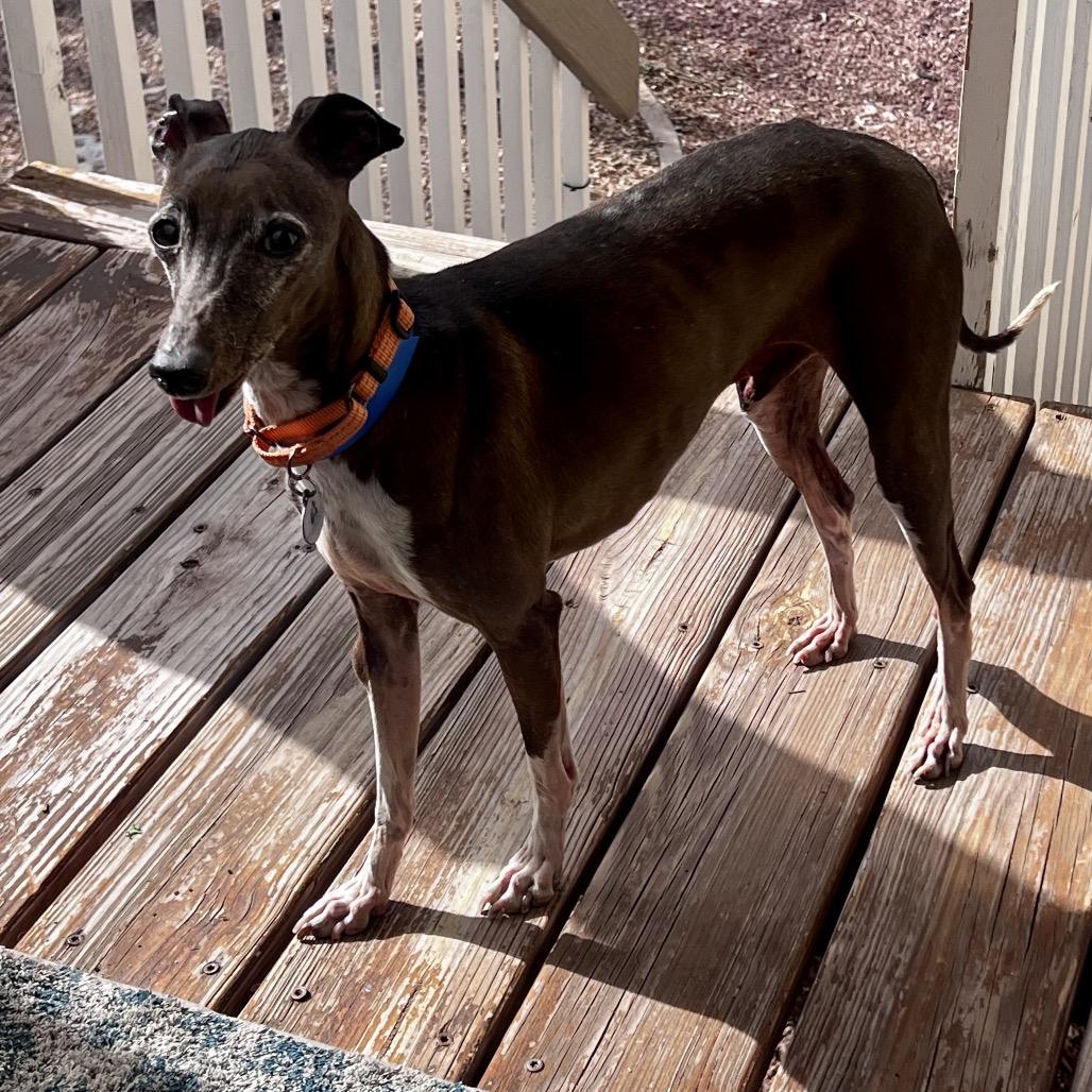 Enlarge Rocket fka Cricket (MR15-70), a Adoptable Italian Greyhound in Peyton, CO image 6/6