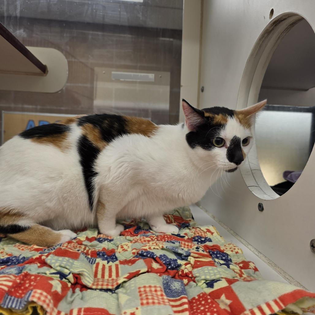 Enlarge Pixel, a Adoptable Domestic Short Hair in Cheyenne, WY image 1/1