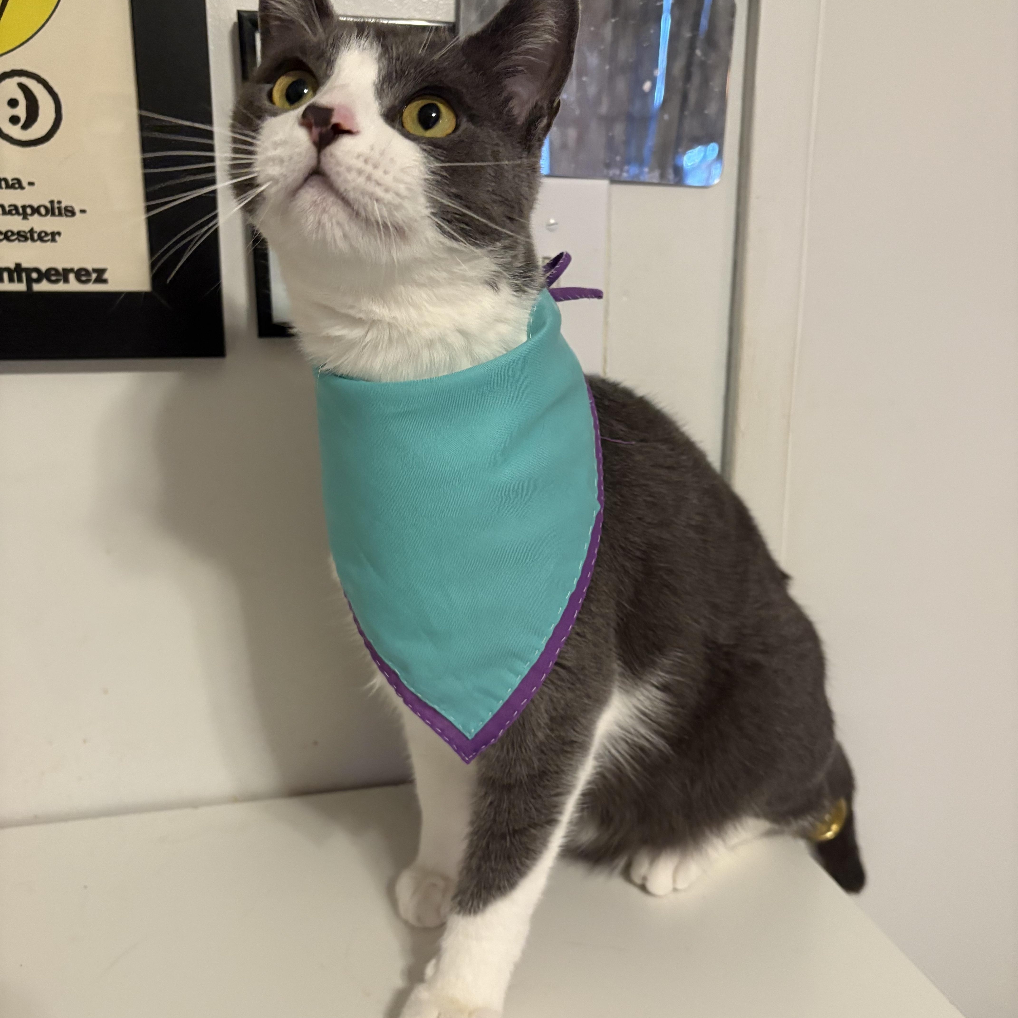 Enlarge Georgie, a Adoptable Domestic Short Hair in La Canada, CA image 2/6