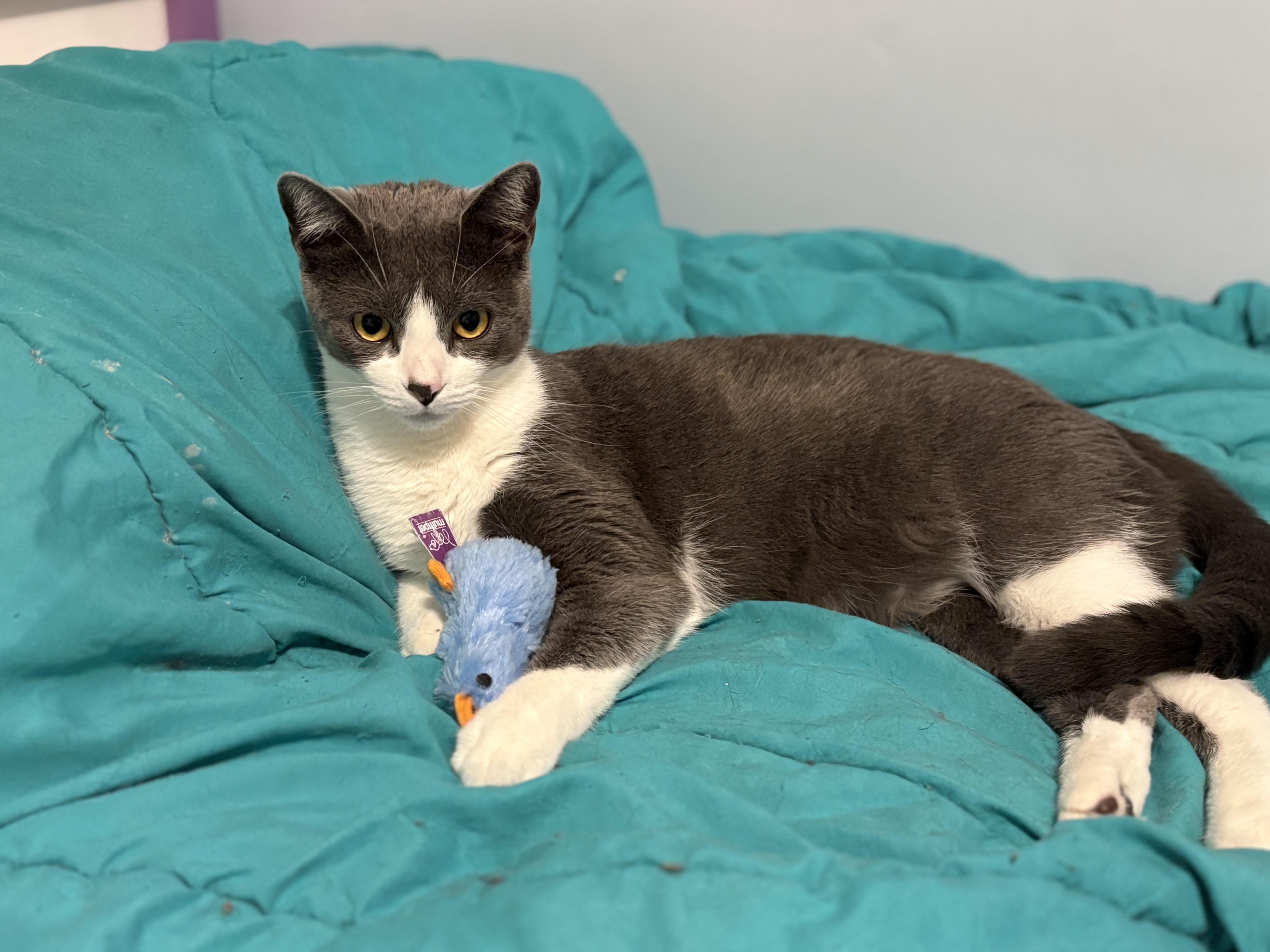 Georgie & Eloise Bonded Pair, a Adoptable Domestic Short Hair in La Canada, CA image 6/6