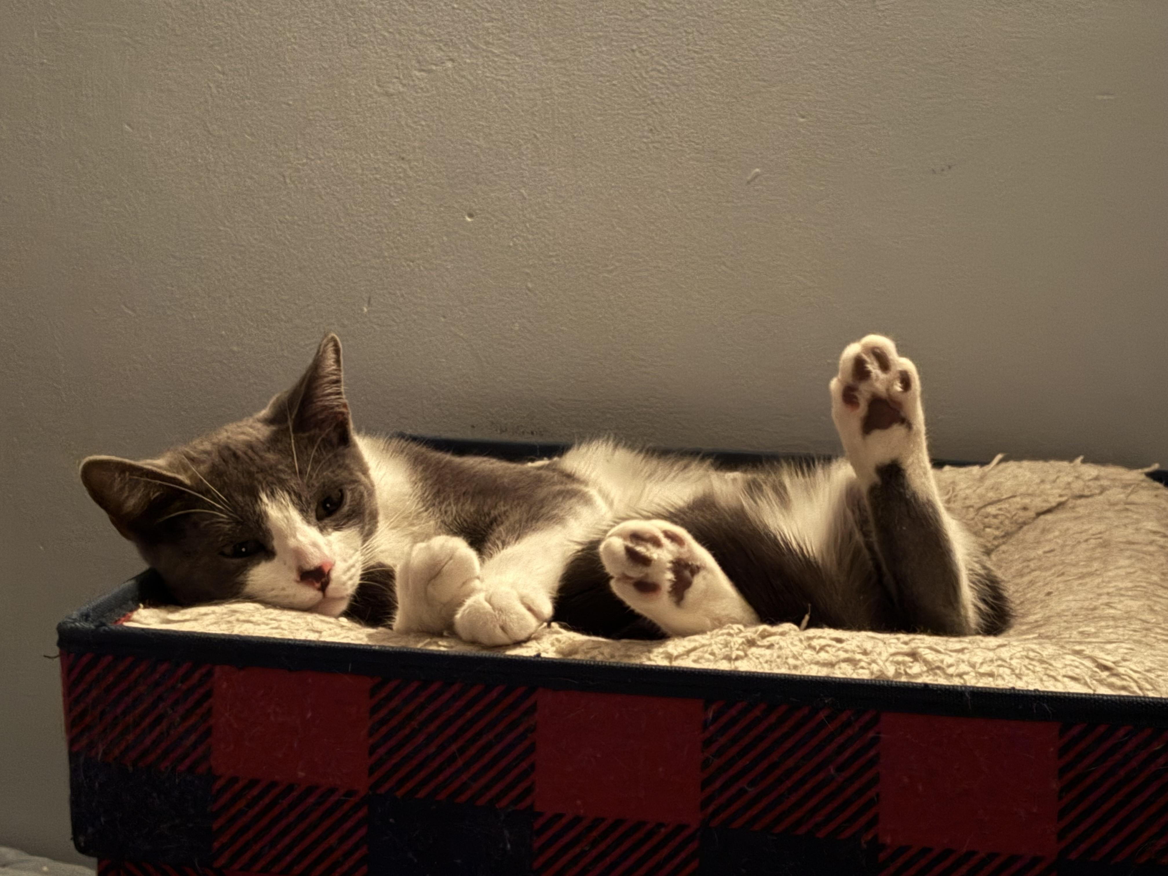 Georgie, Adoptable, Kitten Male Domestic Short Hair.