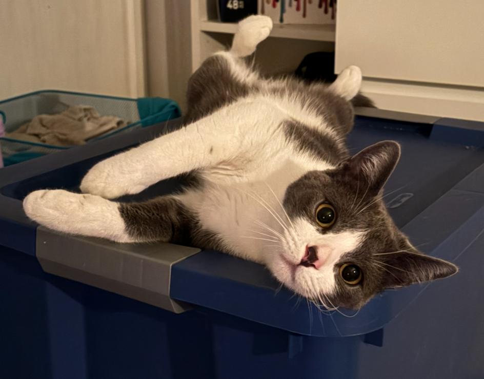 Georgie, Adoptable, Kitten Male Domestic Short Hair.