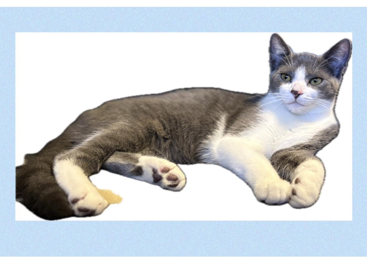 Enlarge Georgie, a Adoptable Domestic Short Hair in La Canada, CA image 3/4