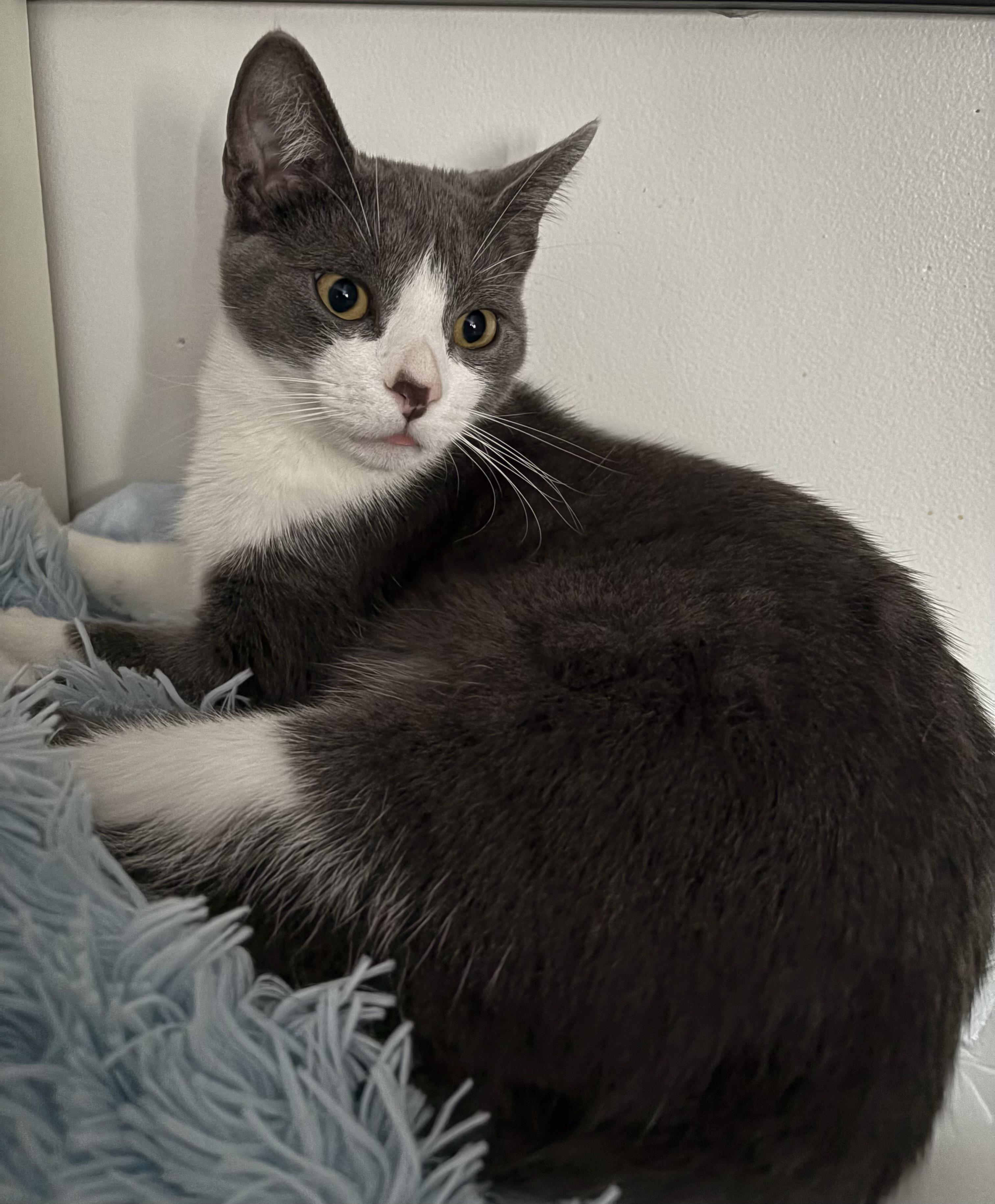 Enlarge Georgie, a Adoptable Domestic Short Hair in La Canada, CA image 4/4