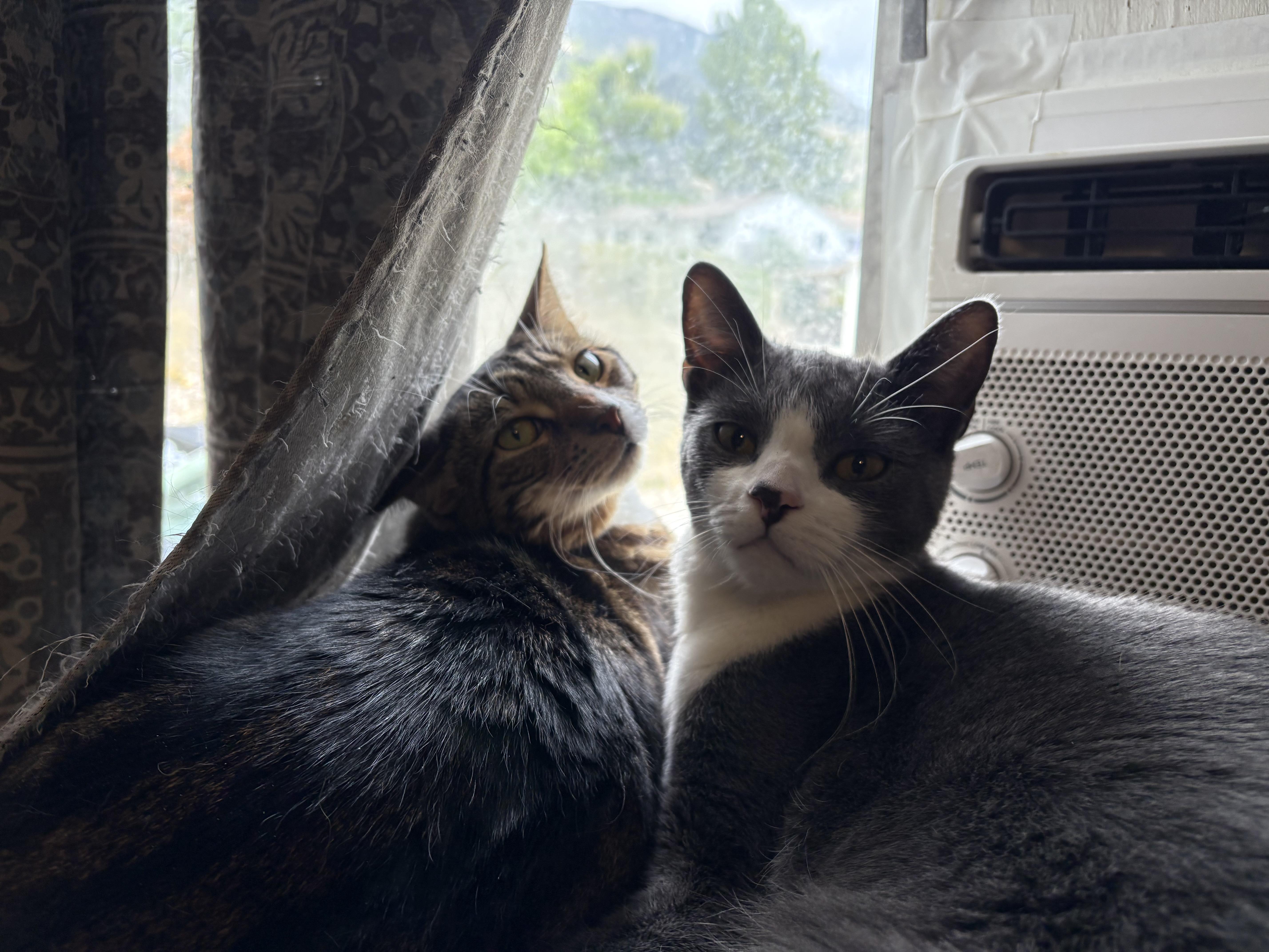 Georgie & Eloise Bonded Pair, Adoptable, Young Male Domestic Short Hair.