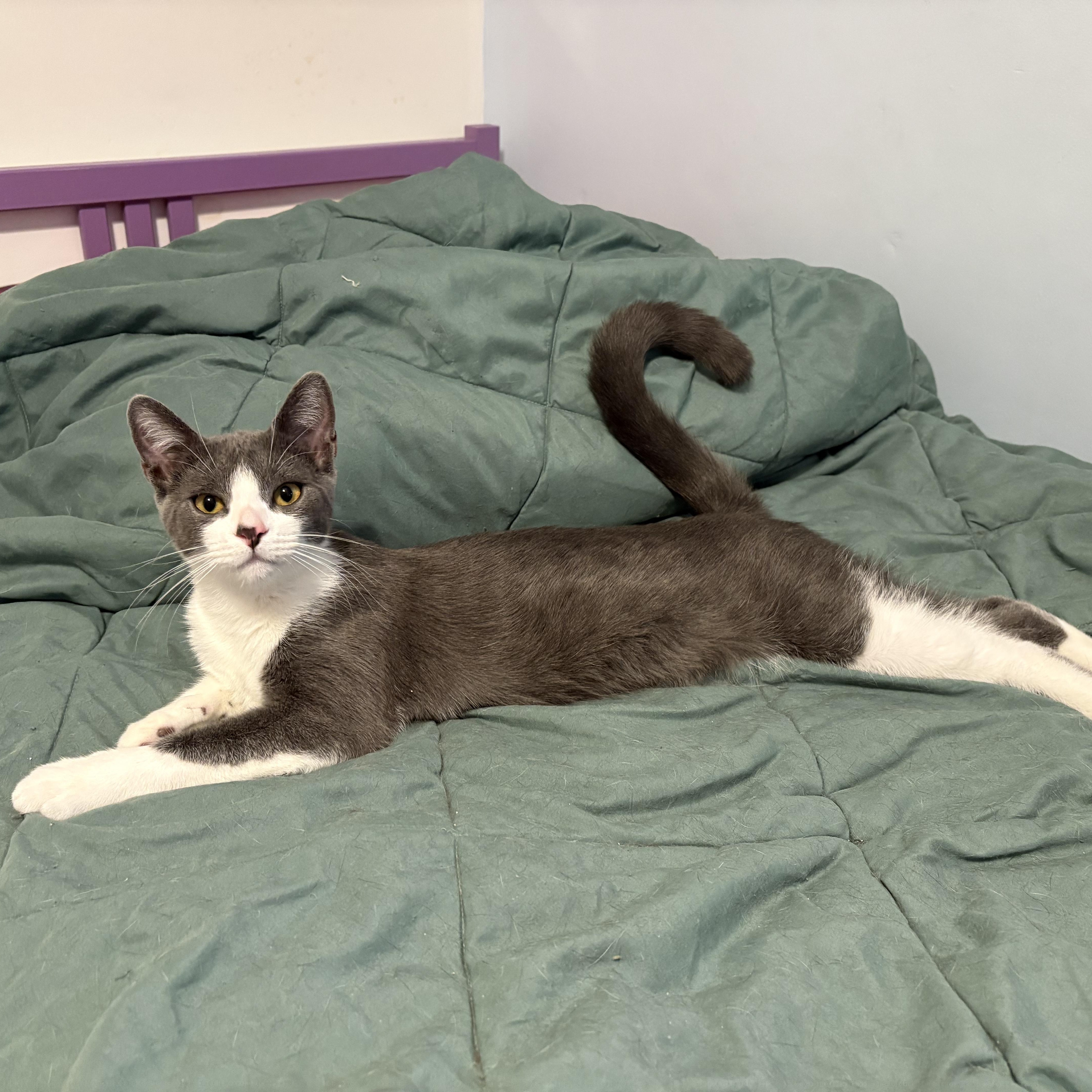 Enlarge Georgie, a Adoptable Domestic Short Hair in La Canada, CA image 5/6