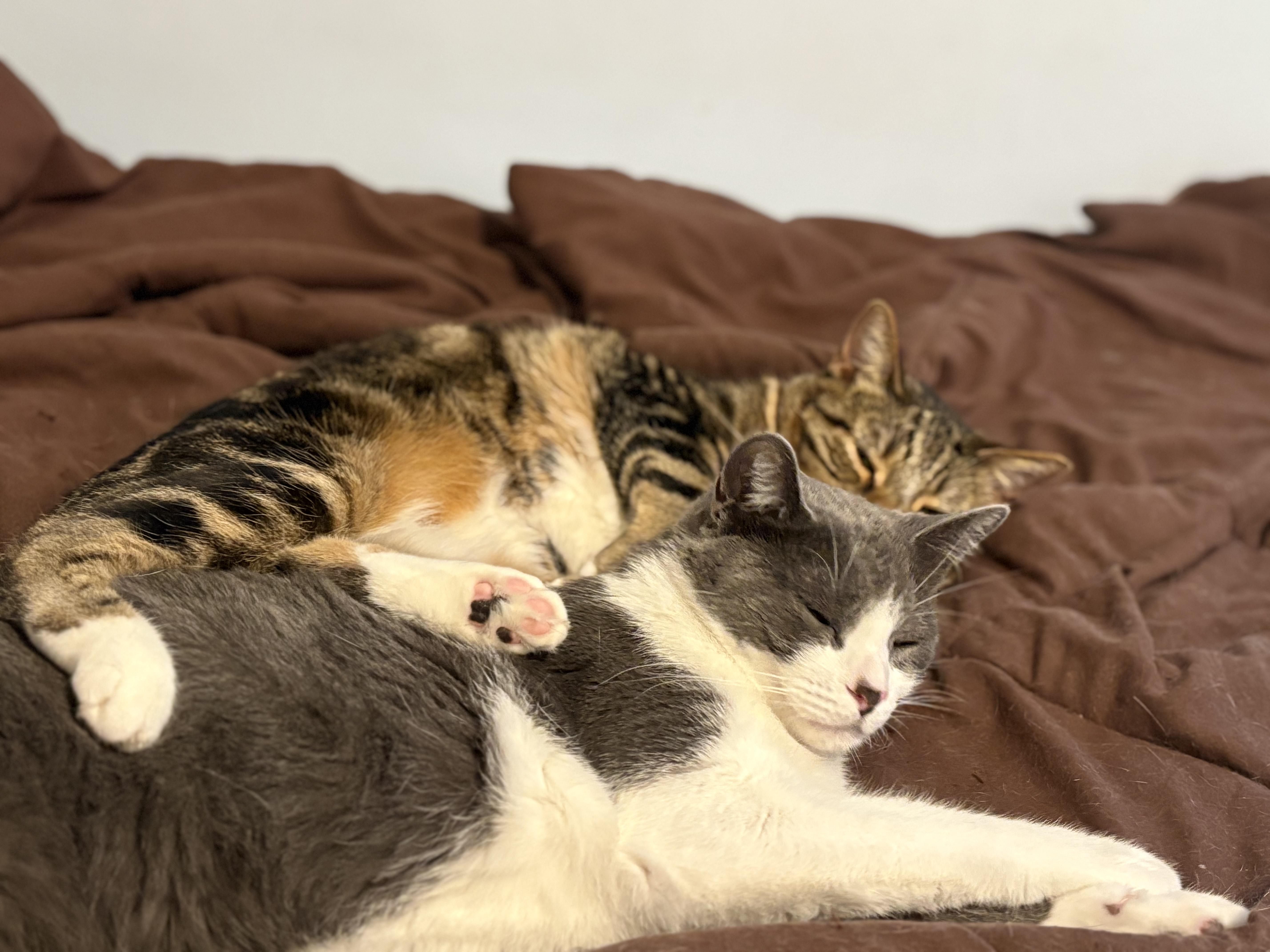 Georgie & Eloise Bonded Pair, a Adoptable Domestic Short Hair in La Canada, CA image 2/6