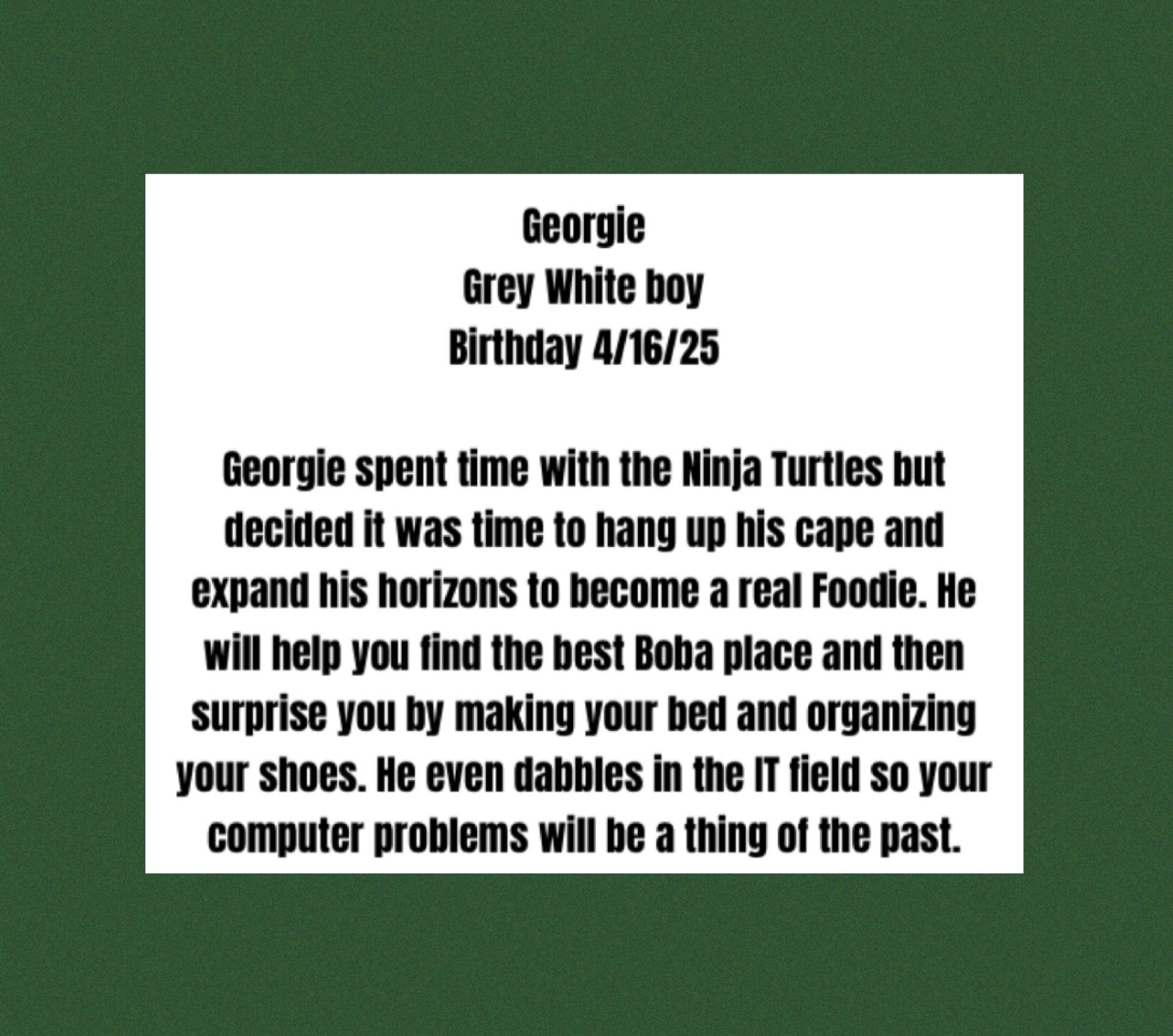 Enlarge Georgie, a Adoptable Domestic Short Hair in La Canada, CA image 2/4