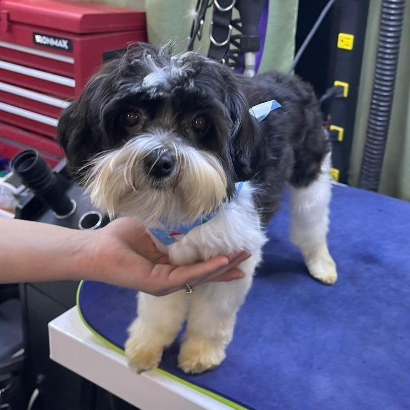 Rocco, Adoptable, Young Male Yorkshire Terrier & Poodle.