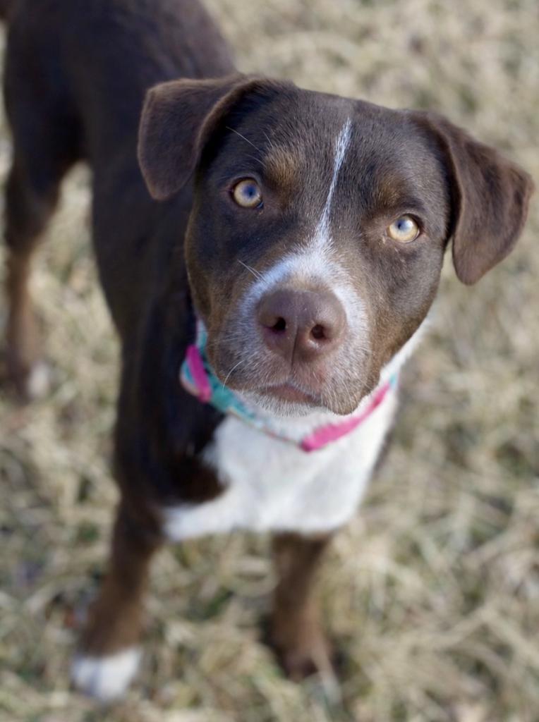 Enlarge Lilac, a Adoptable Mixed Breed in Decorah, IA image 1/2