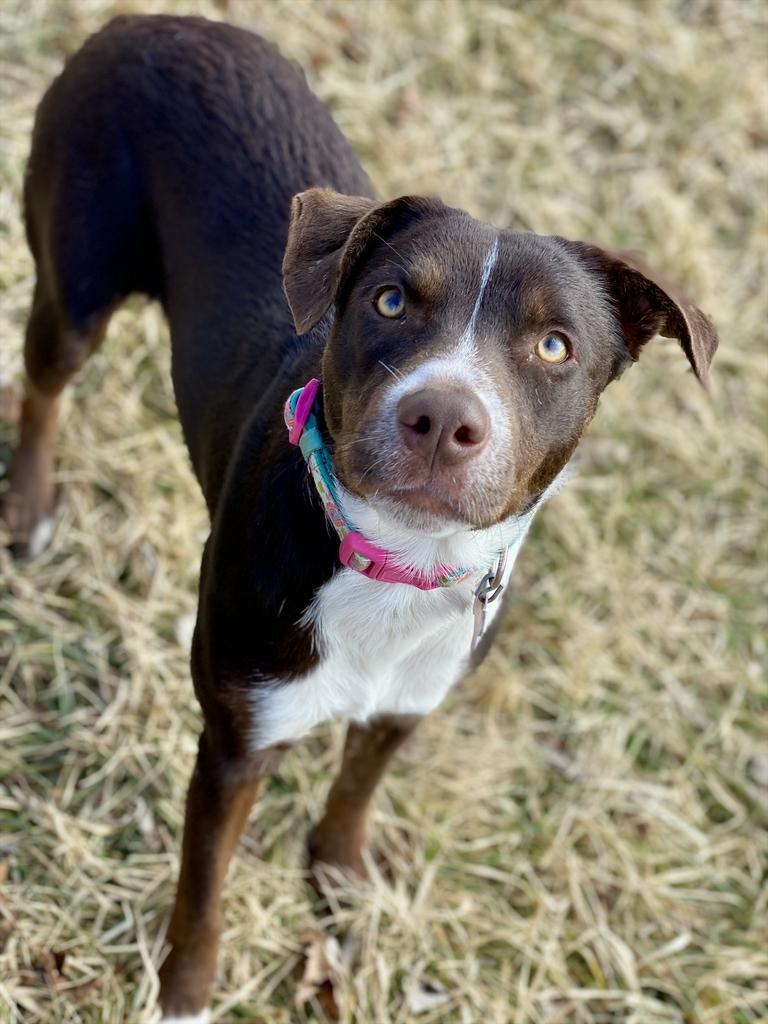 Enlarge Lilac, a Adoptable Mixed Breed in Decorah, IA image 2/2