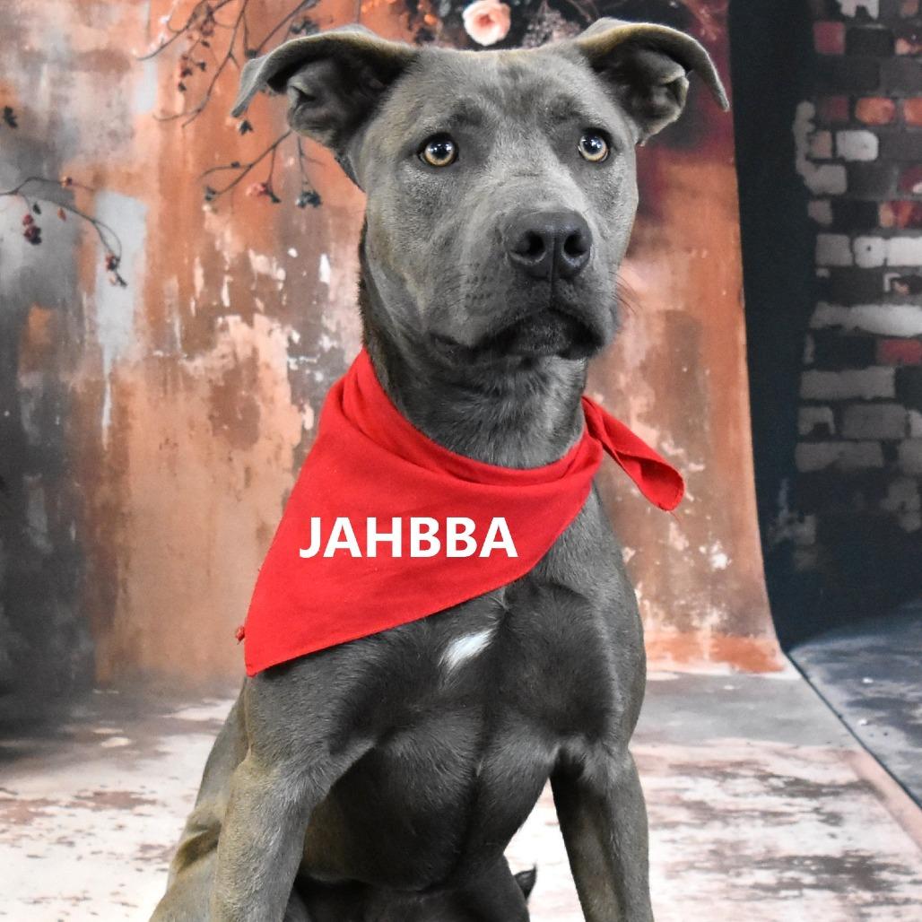 Jahbba, Adoptable, Adult Male Pit Bull Terrier.