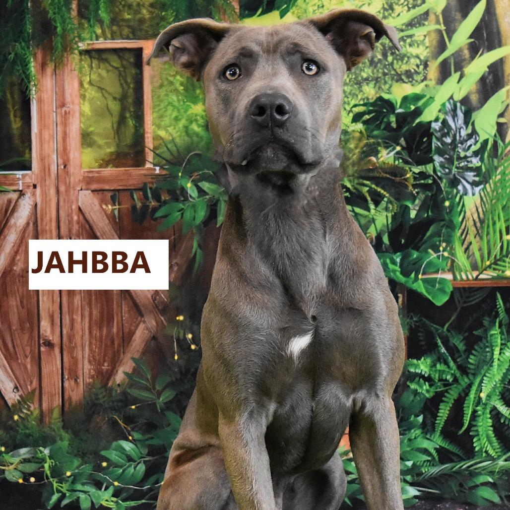 Enlarge Jahbba, a Adoptable Pit Bull Terrier in Yuma, AZ image 2/4