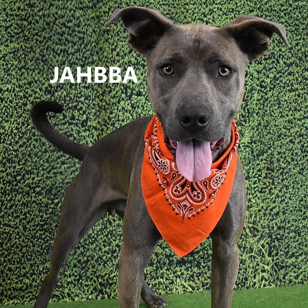 Enlarge Jahbba, a Adoptable Pit Bull Terrier in Yuma, AZ image 3/4