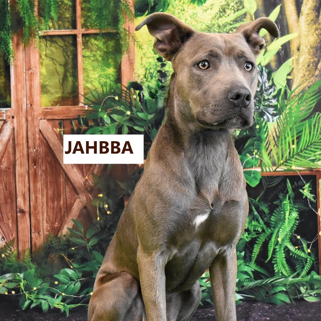 Enlarge Jahbba, a Adoptable Pit Bull Terrier in Yuma, AZ image 4/4