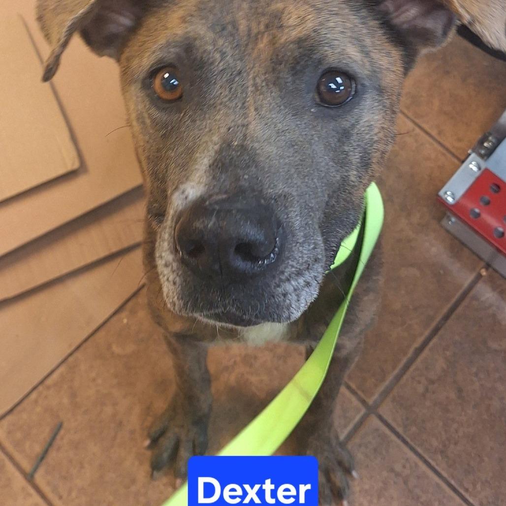 Dexter, Adoptable, Adult Male American Staffordshire Terrier.
